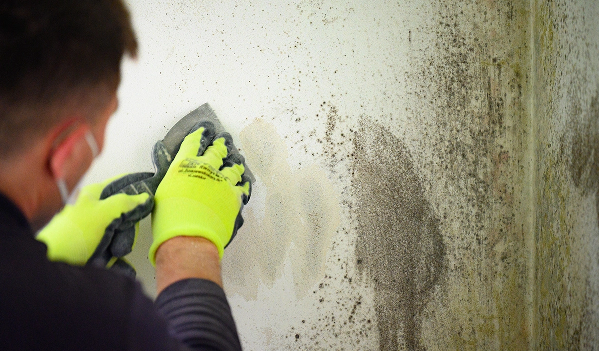 Mold Remediation banner